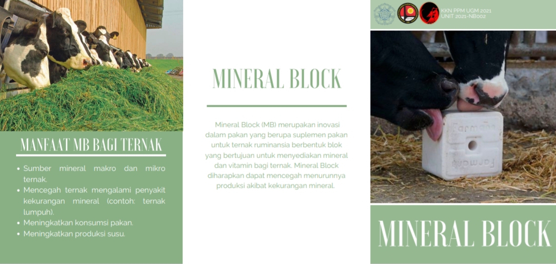 Pembuatan Mineral Block untuk Meningkatkan Produktivitas Sapi Potong