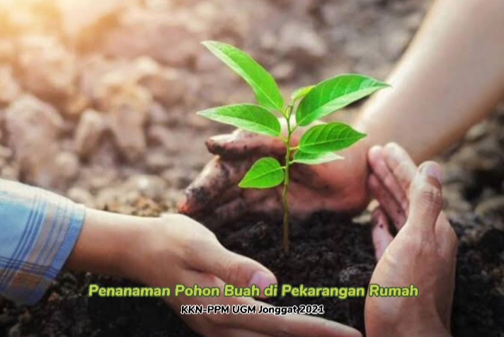 Praktik Penanaman Pohon Buah di Sekitar Pekarangan Rumah