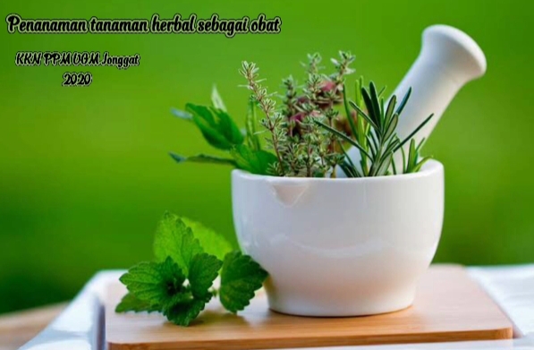 Praktik Penanaman Tanaman Herbal Sebagai Obat