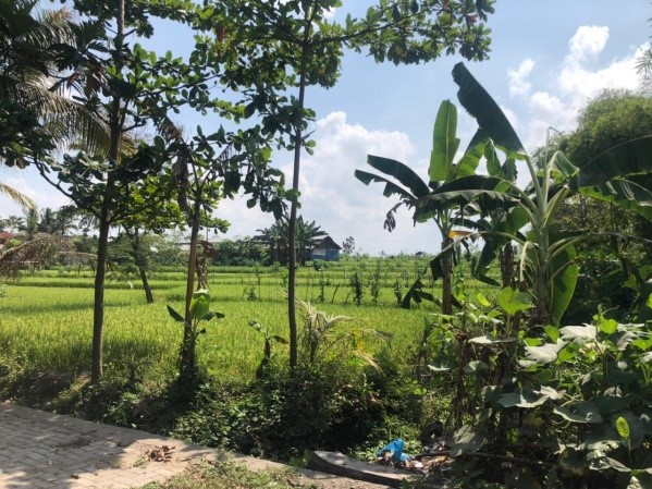 Hamparan Sawah di Desa Sukarara