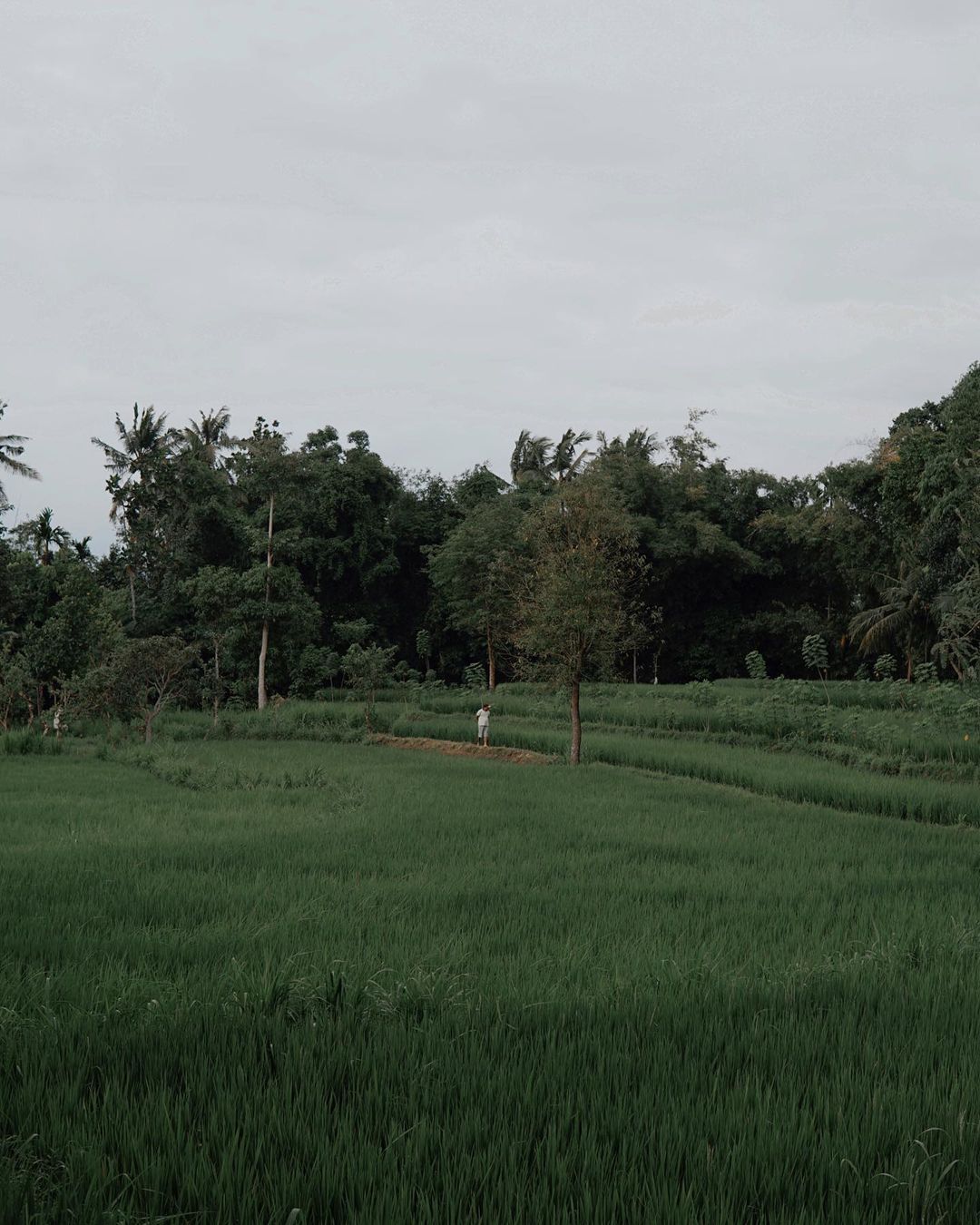 Hamparan Sawah di Presak